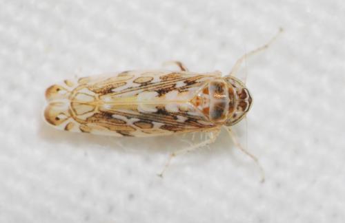 Paralimnus sp.